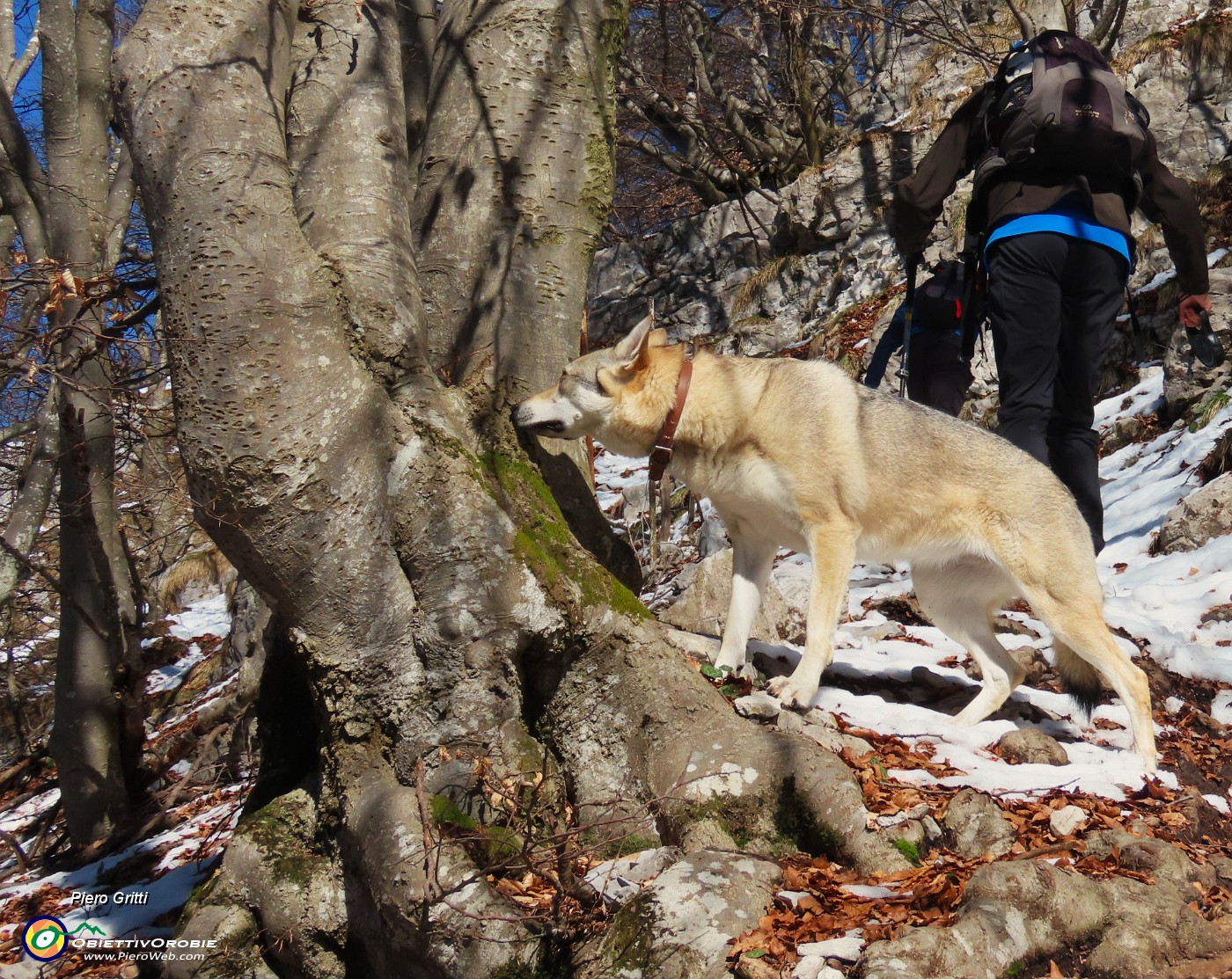 19 ...odore di muschio su faggio.JPG
